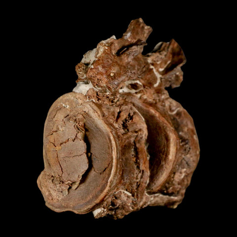 2.8" Ichthyodectes Fish Fossil Vertebrae Late Cretaceous Era Niobrara Formation Kansas - Fossil Age Minerals
