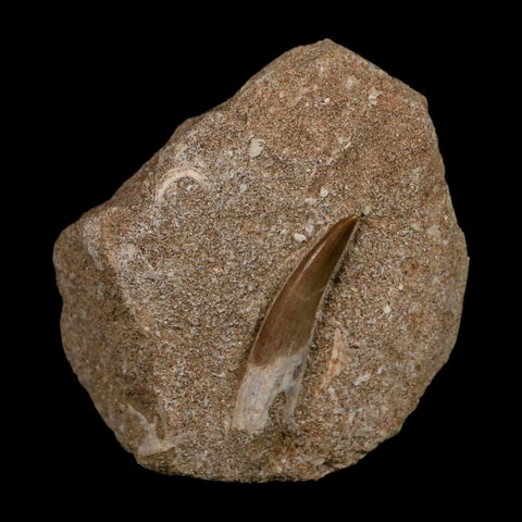 1.6" Plesiosaur Zarafasaura Tooth Fossil In Matrix Cretaceous Dinosaur Era COA