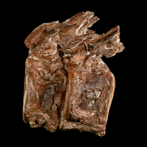 2.8" Ichthyodectes Fish Fossil Vertebrae Late Cretaceous Era Niobrara Formation Kansas - Fossil Age Minerals
