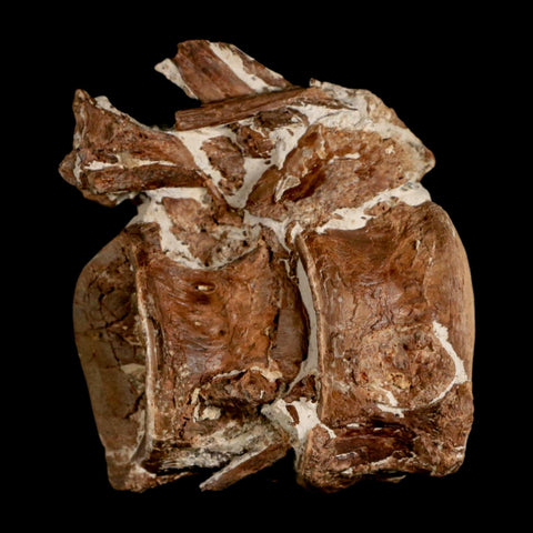2.8" Ichthyodectes Fish Fossil Vertebrae Late Cretaceous Era Niobrara Formation Kansas - Fossil Age Minerals