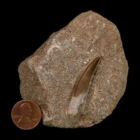 1.6" Plesiosaur Zarafasaura Tooth Fossil In Matrix Cretaceous Dinosaur Era COA