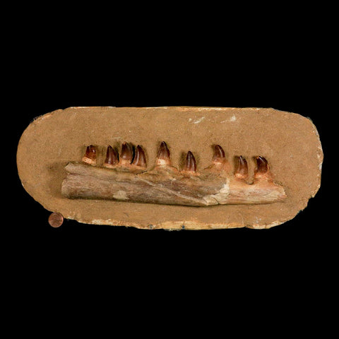 10.5" Mosasaur Prognathodon Fossil Jaw In Matrix Teeth Cretaceous Dinosaur Era COA - Fossil Age Minerals