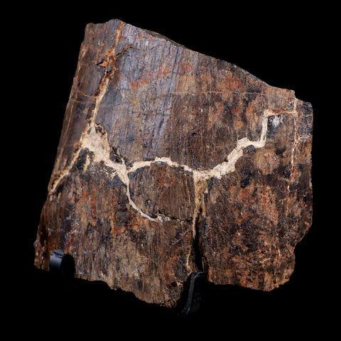 3.6" Tyrannosaurus Rex Fossil Femur Bone Dinosaur Hell Creek FM  MT COA  Stand - Fossil Age Minerals