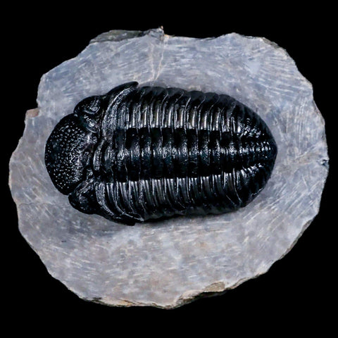 2.8" Drotops Trilobite Fossil Devonian Morocco Arthropod 400 Million Years Old COA - Fossil Age Minerals