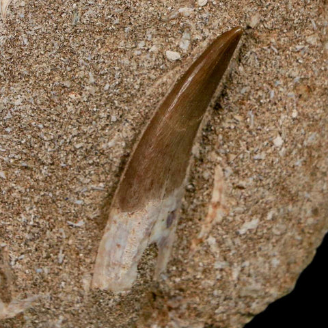 1.6" Plesiosaur Zarafasaura Tooth Fossil In Matrix Cretaceous Dinosaur Era COA