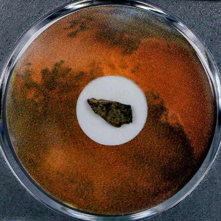 Mars Rock Martian Meteorite Amgala 001 Shergottite Olivine-Phyric COA And Display