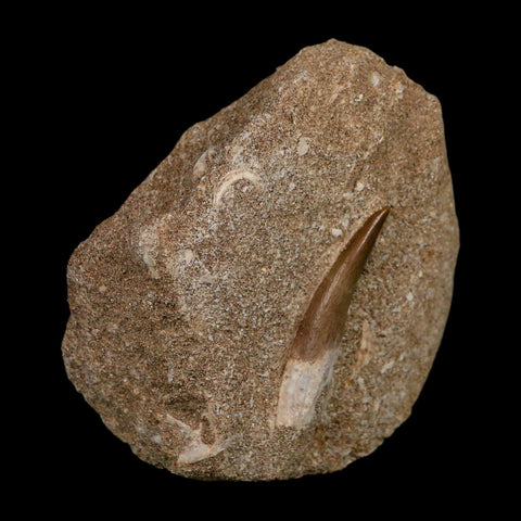 1.6" Plesiosaur Zarafasaura Tooth Fossil In Matrix Cretaceous Dinosaur Era COA