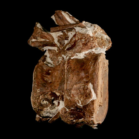 2.8" Ichthyodectes Fish Fossil Vertebrae Late Cretaceous Era Niobrara Formation Kansas - Fossil Age Minerals