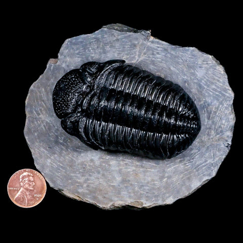 2.8" Drotops Trilobite Fossil Devonian Morocco Arthropod 400 Million Years Old COA - Fossil Age Minerals