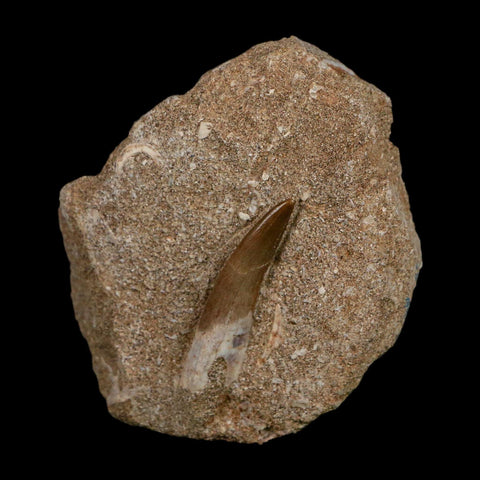 1.6" Plesiosaur Zarafasaura Tooth Fossil In Matrix Cretaceous Dinosaur Era COA