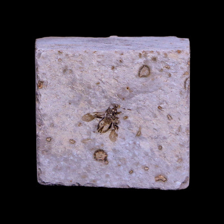 0.3 Detailed Fossil Diptera Insect Green River FM Uintah County UT Eocene Age