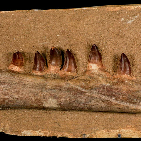 10.5" Mosasaur Prognathodon Fossil Jaw In Matrix Teeth Cretaceous Dinosaur Era COA - Fossil Age Minerals