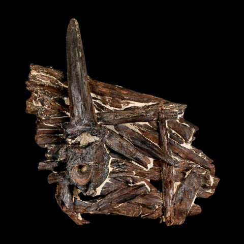 3.1" Unknown Fossil Vertebrae And Bones in Matrix Late Cretaceous Era Niobrara FM KS - Fossil Age Minerals