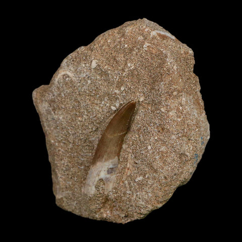 1.6" Plesiosaur Zarafasaura Tooth Fossil In Matrix Cretaceous Dinosaur Era COA