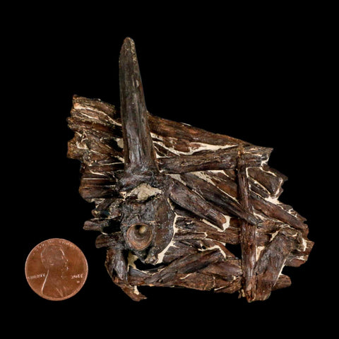 3.1" Unknown Fossil Vertebrae And Bones in Matrix Late Cretaceous Era Niobrara FM KS - Fossil Age Minerals
