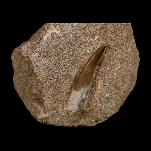1.6" Plesiosaur Zarafasaura Tooth Fossil In Matrix Cretaceous Dinosaur Era COA