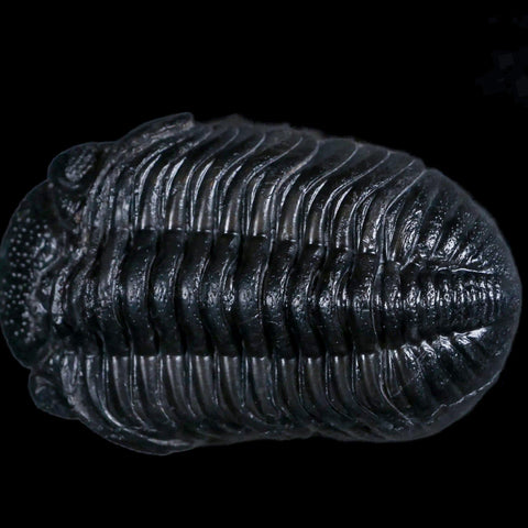 2.8" Drotops Trilobite Fossil Devonian Morocco Arthropod 400 Million Years Old COA - Fossil Age Minerals