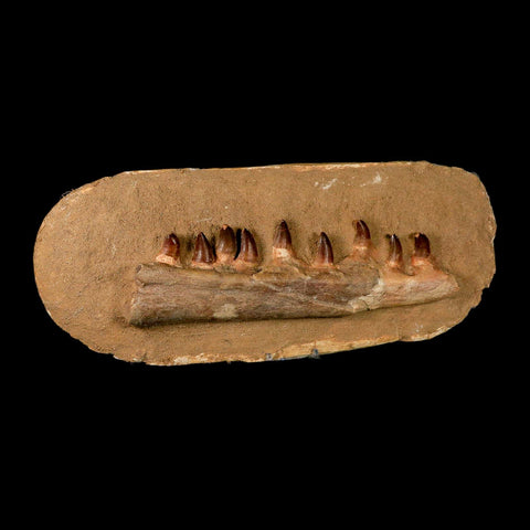 10.5" Mosasaur Prognathodon Fossil Jaw In Matrix Teeth Cretaceous Dinosaur Era COA - Fossil Age Minerals