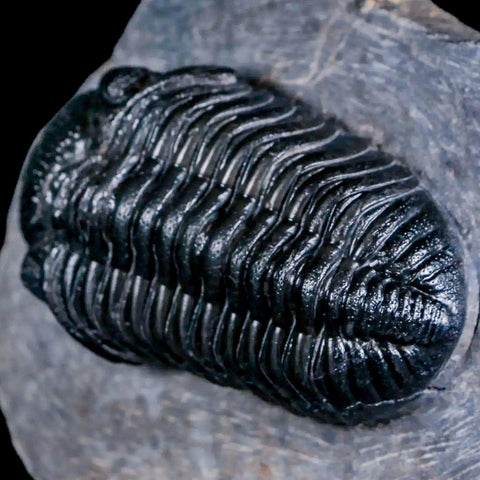 2.8" Drotops Trilobite Fossil Devonian Morocco Arthropod 400 Million Years Old COA - Fossil Age Minerals