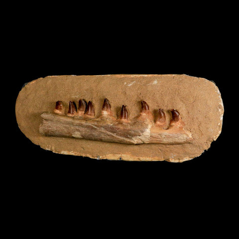 10.5" Mosasaur Prognathodon Fossil Jaw In Matrix Teeth Cretaceous Dinosaur Era COA - Fossil Age Minerals
