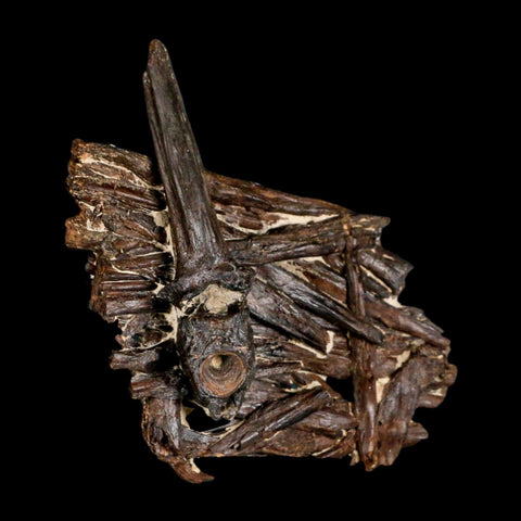 3.1" Unknown Fossil Vertebrae And Bones in Matrix Late Cretaceous Era Niobrara FM KS - Fossil Age Minerals
