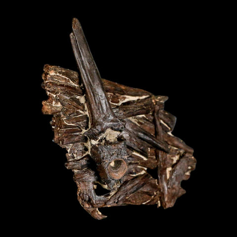 3.1" Unknown Fossil Vertebrae And Bones in Matrix Late Cretaceous Era Niobrara FM KS - Fossil Age Minerals