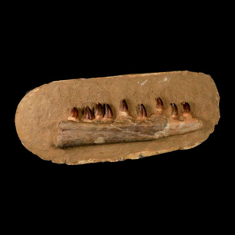10.5" Mosasaur Prognathodon Fossil Jaw In Matrix Teeth Cretaceous Dinosaur Era COA - Fossil Age Minerals