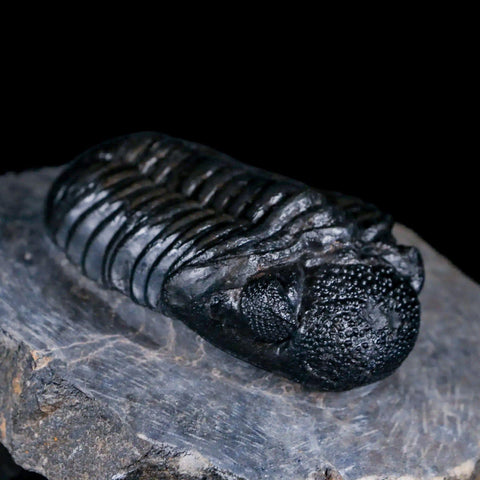 2.8" Drotops Trilobite Fossil Devonian Morocco Arthropod 400 Million Years Old COA - Fossil Age Minerals