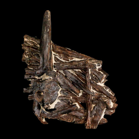 3.1" Unknown Fossil Vertebrae And Bones in Matrix Late Cretaceous Era Niobrara FM KS - Fossil Age Minerals