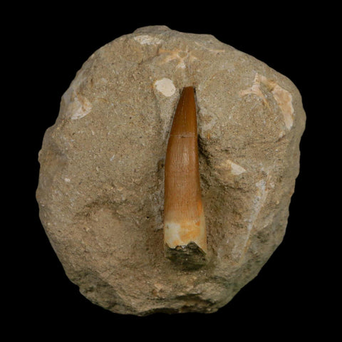 XL 2" Plesiosaur Zarafasaura Tooth Fossil In Matrix Cretaceous Dinosaur Era COA