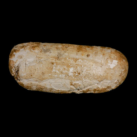 10.5" Mosasaur Prognathodon Fossil Jaw In Matrix Teeth Cretaceous Dinosaur Era COA - Fossil Age Minerals
