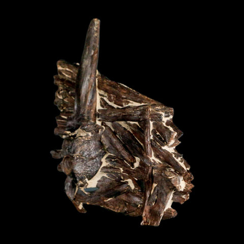 3.1" Unknown Fossil Vertebrae And Bones in Matrix Late Cretaceous Era Niobrara FM KS - Fossil Age Minerals