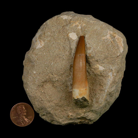 XL 2" Plesiosaur Zarafasaura Tooth Fossil In Matrix Cretaceous Dinosaur Era COA