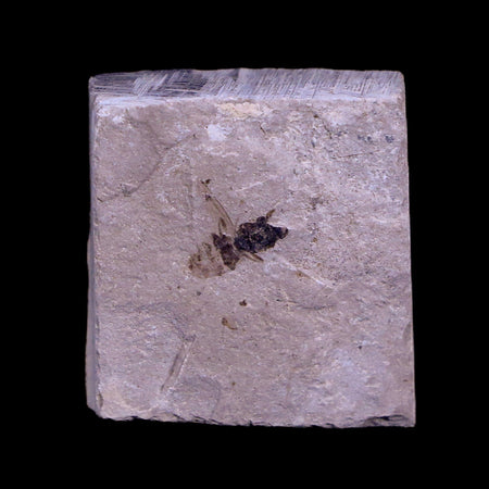 0.3 Detailed Fossil Hymenoptera Insect Green River FM Uintah County UT Eocene Age