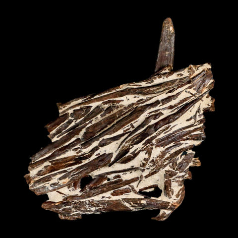 3.1" Unknown Fossil Vertebrae And Bones in Matrix Late Cretaceous Era Niobrara FM KS - Fossil Age Minerals