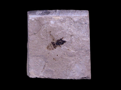 0.3 Detailed Fossil Hymenoptera Insect Green River FM Uintah County UT Eocene Age - Fossil Age Minerals