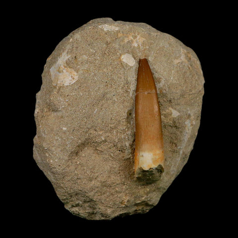 XL 2" Plesiosaur Zarafasaura Tooth Fossil In Matrix Cretaceous Dinosaur Era COA