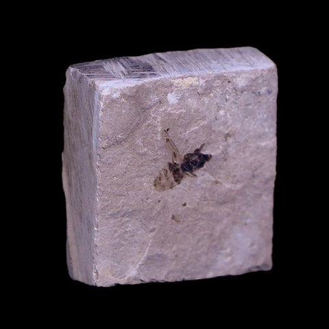 0.3 Detailed Fossil Hymenoptera Insect Green River FM Uintah County UT Eocene Age - Fossil Age Minerals