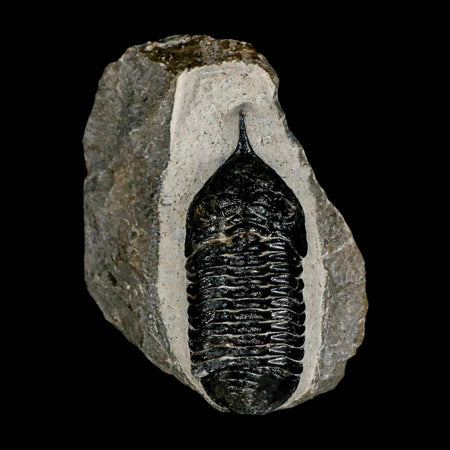 2.7" Morocconites Malladoides Trilobite Fossil Morocco Devonian Age Display COA