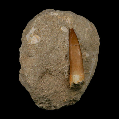 XL 2" Plesiosaur Zarafasaura Tooth Fossil In Matrix Cretaceous Dinosaur Era COA