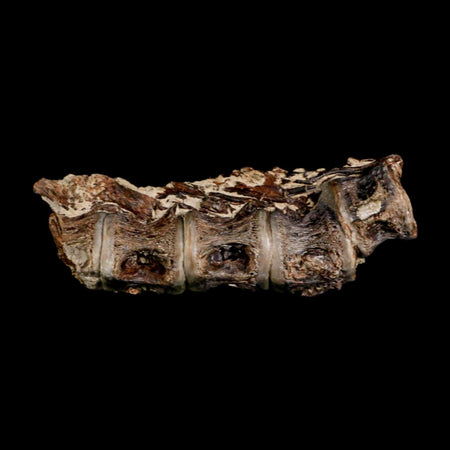 3" Saber Toothed Herring Fossil Vertebrae Enchodus Cretaceous Age Niobrara FM Kansas