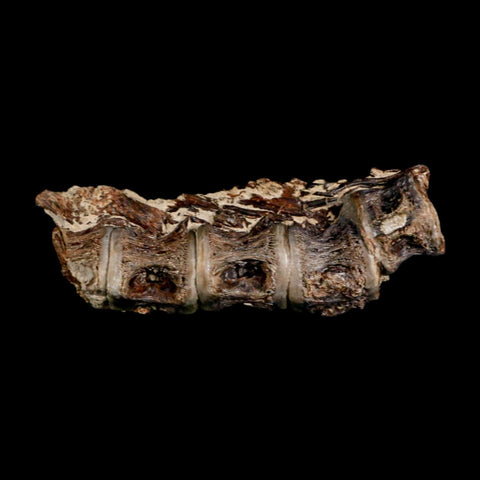 3" Saber Toothed Herring Fossil Vertebrae Enchodus Cretaceous Age Niobrara FM Kansas - Fossil Age Minerals