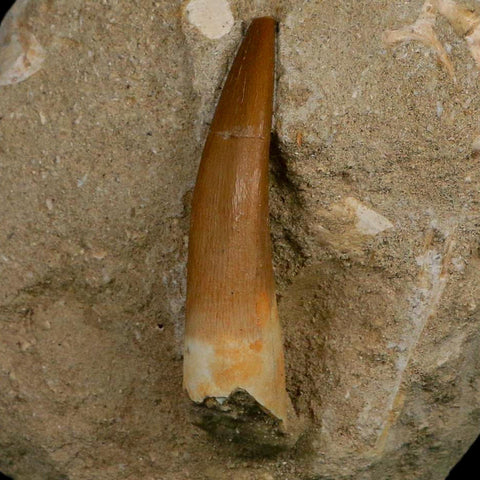 XL 2" Plesiosaur Zarafasaura Tooth Fossil In Matrix Cretaceous Dinosaur Era COA