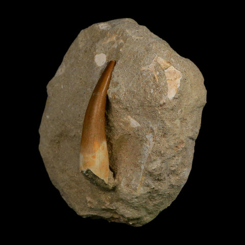 XL 2" Plesiosaur Zarafasaura Tooth Fossil In Matrix Cretaceous Dinosaur Era COA