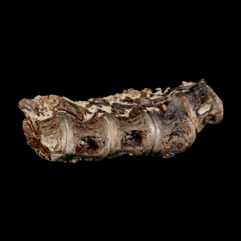 3" Saber Toothed Herring Fossil Vertebrae Enchodus Cretaceous Age Niobrara FM Kansas - Fossil Age Minerals