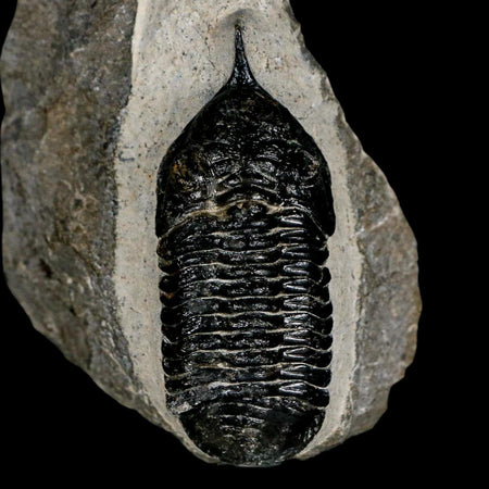 2.7" Morocconites Malladoides Trilobite Fossil Morocco Devonian Age Display COA
