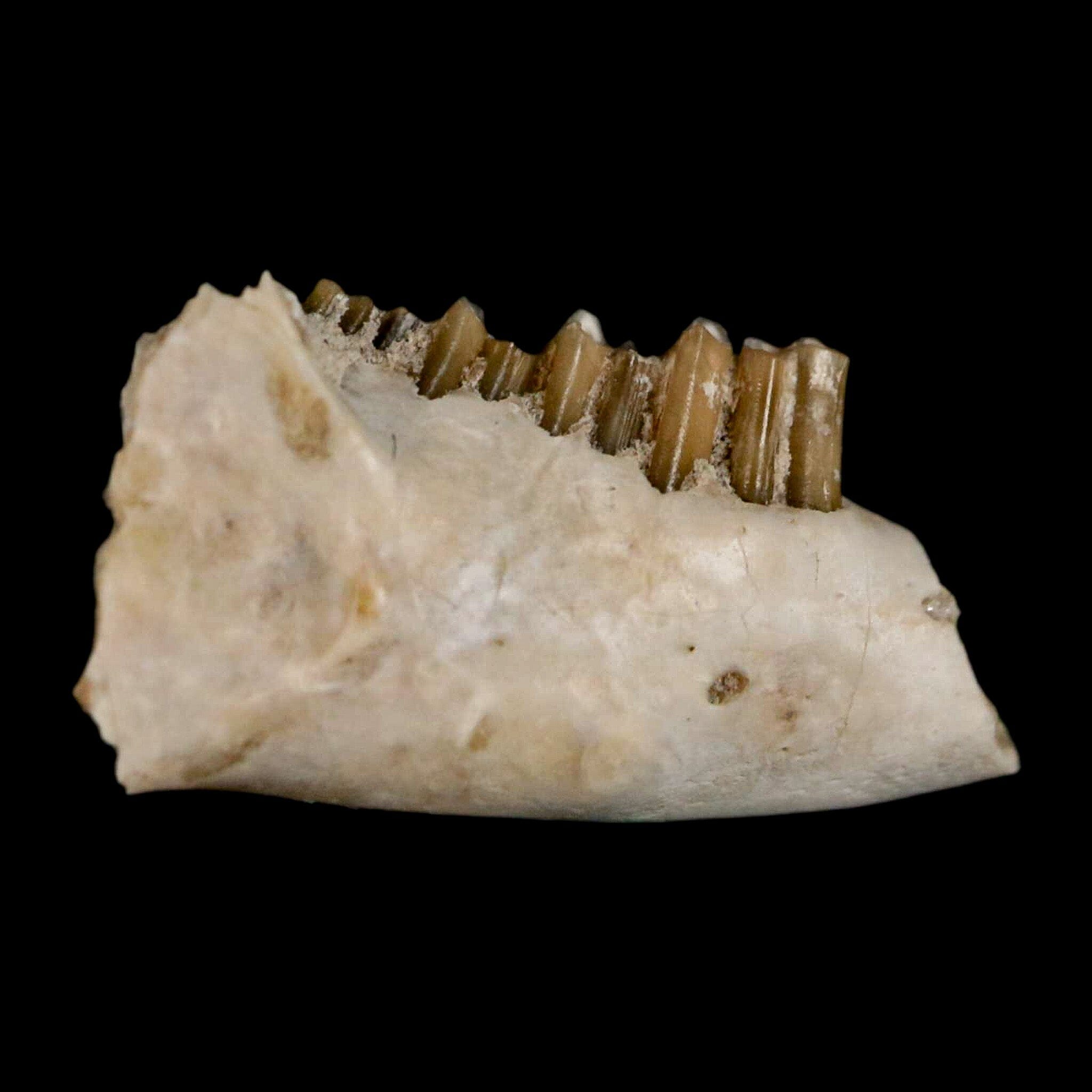 0.8" Palaeolagus Hayeni Fossil Jaw Section Teeth Oligocene Epoch South Dakota Display - Fossil Age Minerals