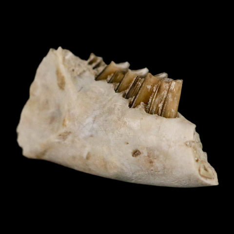 0.8" Palaeolagus Hayeni Fossil Jaw Section Teeth Oligocene Epoch South Dakota Display - Fossil Age Minerals