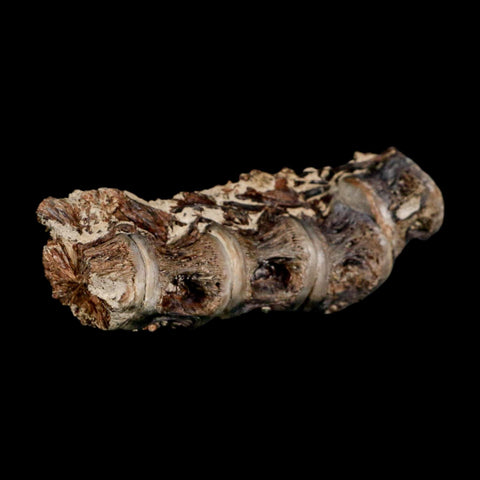 3" Saber Toothed Herring Fossil Vertebrae Enchodus Cretaceous Age Niobrara FM Kansas - Fossil Age Minerals