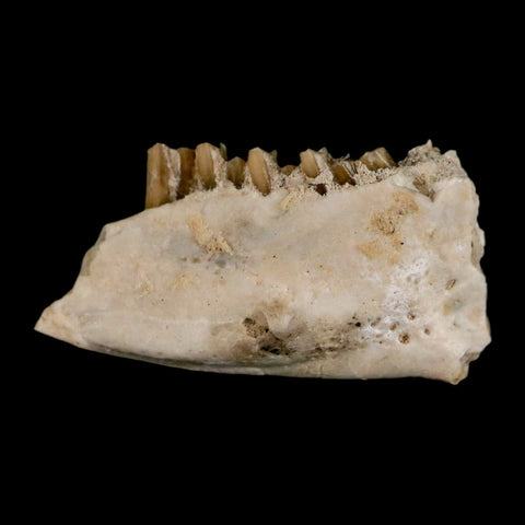 0.8" Palaeolagus Hayeni Fossil Jaw Section Teeth Oligocene Epoch South Dakota Display - Fossil Age Minerals
